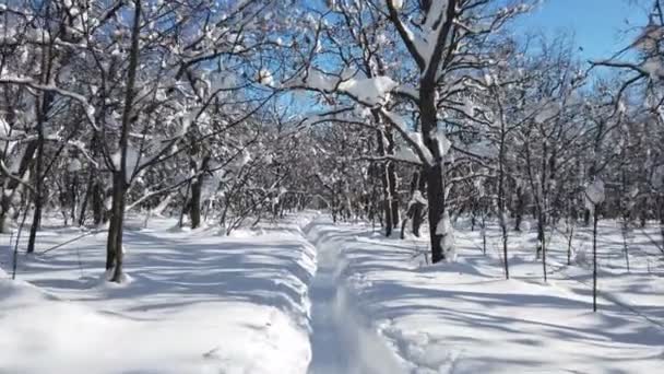 Camino Estrecho Bosque Donde Hay Mucha Nieve Día Soleado — Vídeo de stock