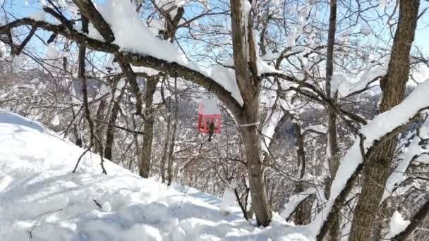 Tits Flew Wooden Feeder Shape House Sun Snow — Stok video