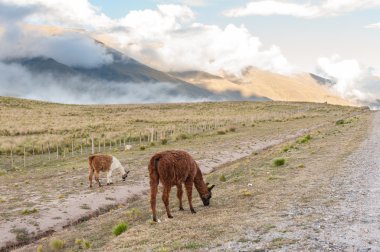 dağ manzarası ile çim yeme llamas.
