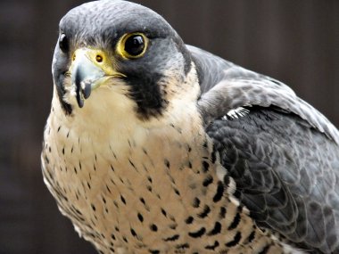 Peregrine Şahini