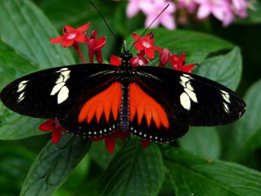 doris longwing kelebek