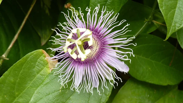 Pasja (kwiat-passiflora) — Zdjęcie stockowe