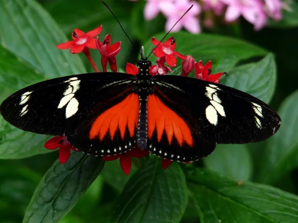 Doris Longwing Butterfly — Stock Photo, Image