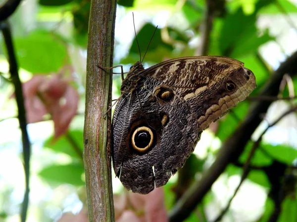 Blue morpho butterfly in Costa Rica — Stock Photo, Image