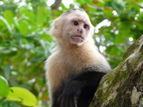 Citronfläckad capuchin apa i costa rica — Stockfoto