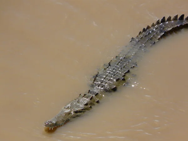 Krokodil vadászat — Stock Fotó