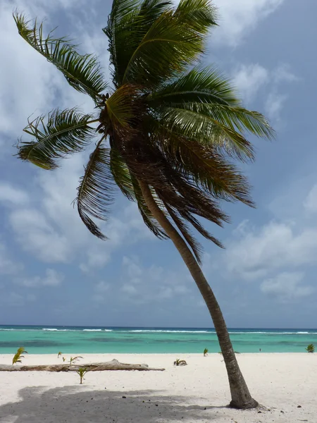 Пальма на белом пляже — стоковое фото