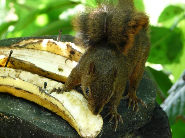 Esquilo comendo uma banana na selva — Fotografia de Stock