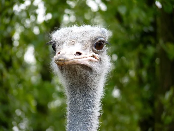 Ostrich's head — Stock Photo, Image