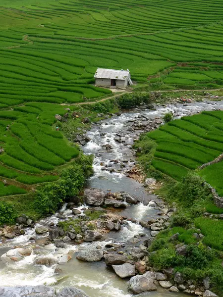 Rice fields — Stock Photo, Image