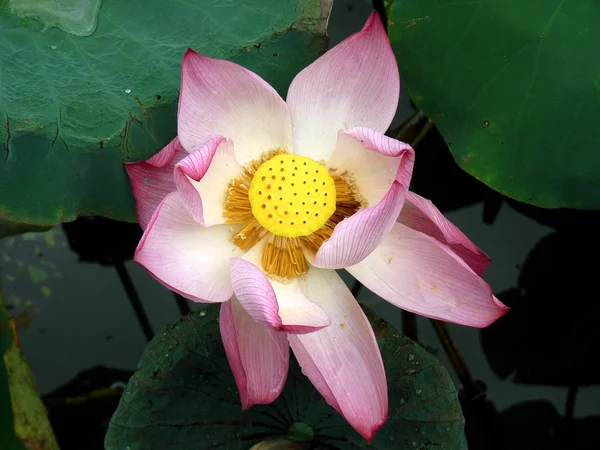 Geopend van lotusbloem — Stockfoto