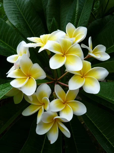 Hermosa flor —  Fotos de Stock