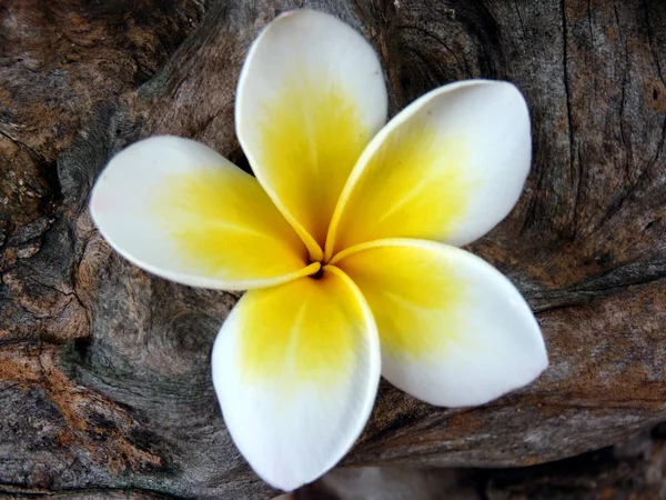 Schöne Blume — Stockfoto