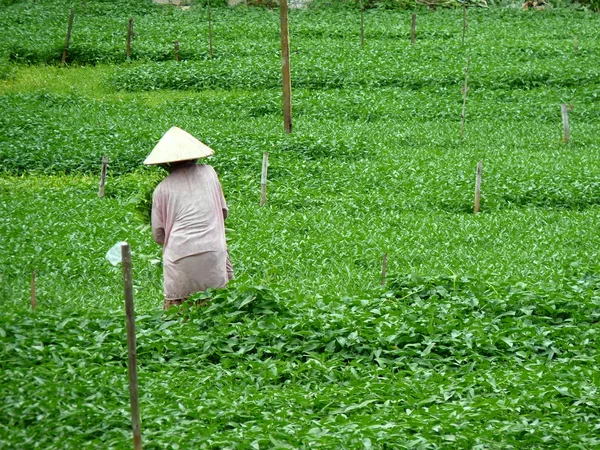 Agricultor trabajando duro — Foto de Stock