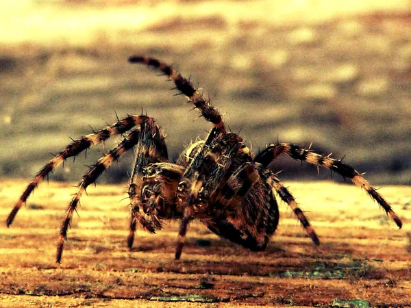 Садові павук — стокове фото