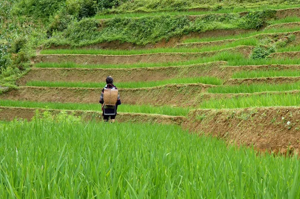 Mhong woman in rice field — Stock Photo, Image