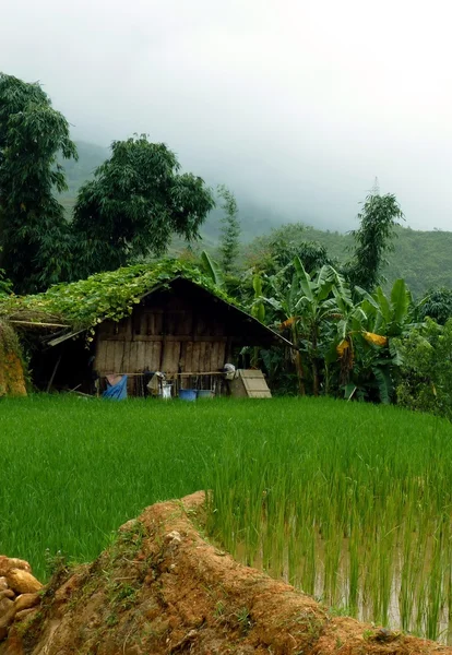 Granja de arroz pacífica en las montañas — Foto de Stock