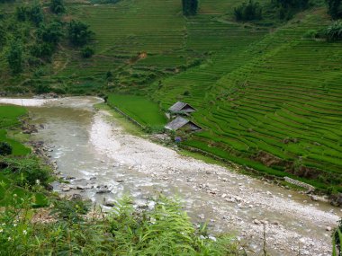 bir Nehri yakınında huzurlu pirinç çiftlik