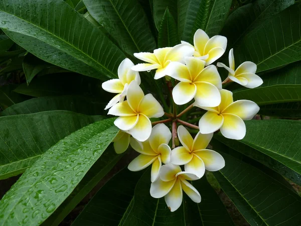 Hermosa flor Frangipani — Foto de Stock