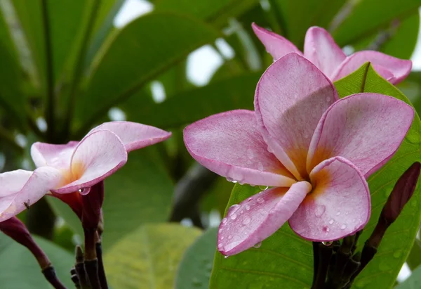 Schöne Frangipani-Blume — Stockfoto