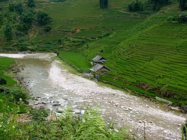 Peaceful Rice Farm Near A River — Stock Photo, Image