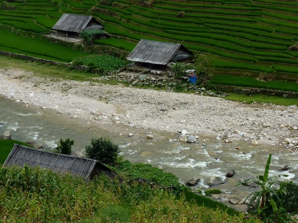 Granja de arroz tranquilo cerca de un río —  Fotos de Stock