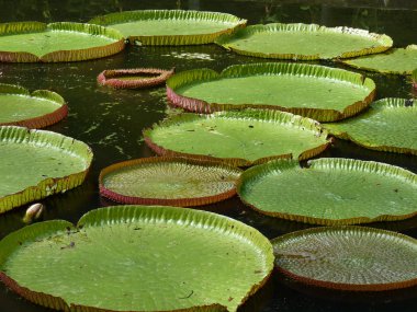 Efendim seewoosagur ramgoolam Botanik Bahçesi