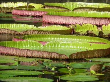 Efendim seewoosagur ramgoolam Botanik Bahçesi