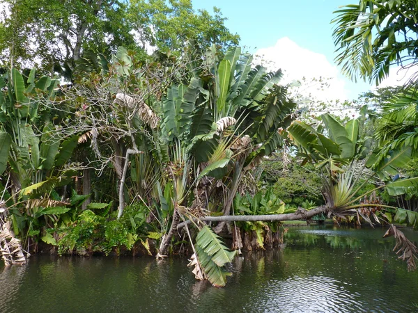 Jardín Botánico Sir Seewoosagur Ramgoolam — Foto de Stock