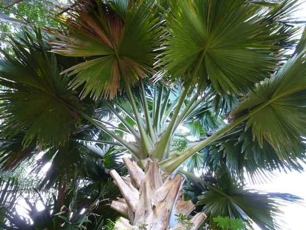 Jardín Botánico Sir Seewoosagur Ramgoolam — Foto de Stock