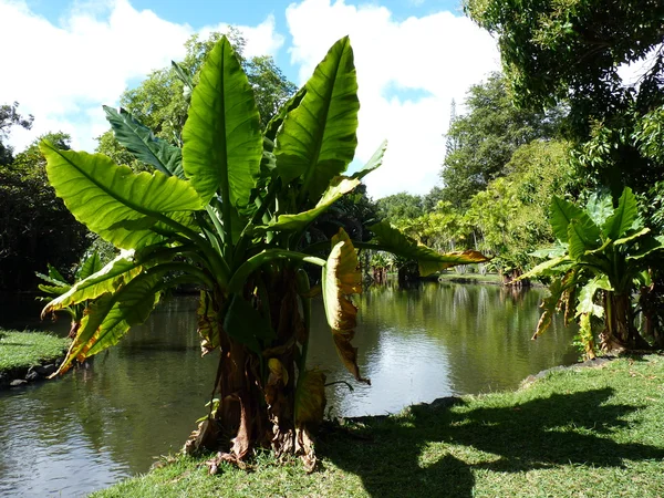 Jardín Botánico Sir Seewoosagur Ramgoolam — Foto de Stock