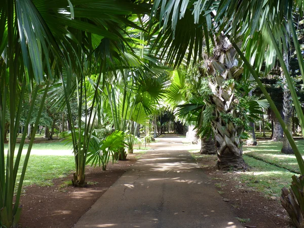 Jardín Botánico Sir Seewoosagur Ramgoolam — Foto de Stock