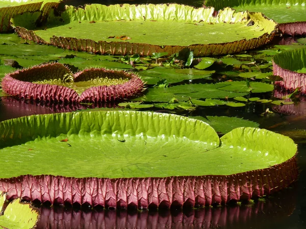 Sir seewoosagur ramgoolam jardim botânico — Fotografia de Stock