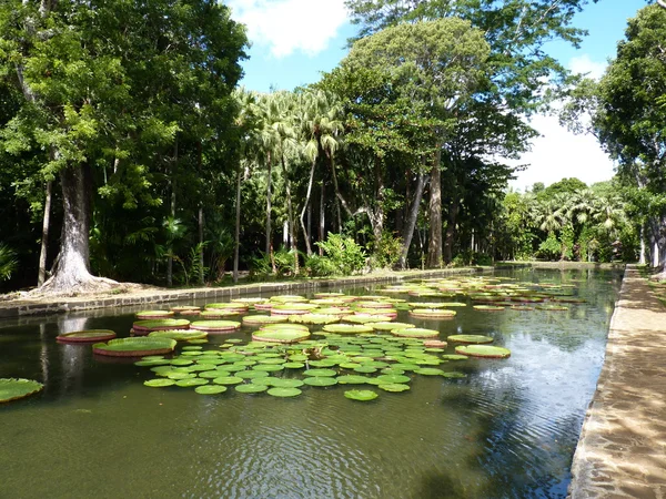 Sir Seewoosagur Ramgoolam Botanical Garden — Stockfoto