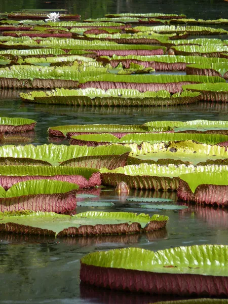Efendim seewoosagur ramgoolam Botanik Bahçesi