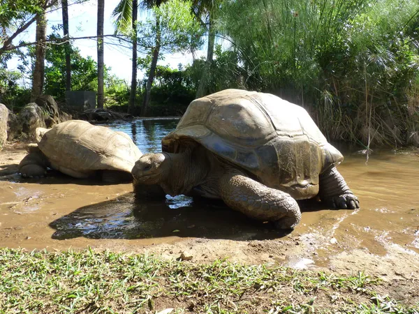 Obří želvy v vanille des mascareignes parku — Stock fotografie