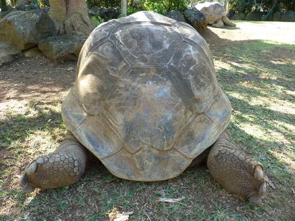 Giant Turtles In Vanille Des Mascareignes Park — Stock Photo, Image