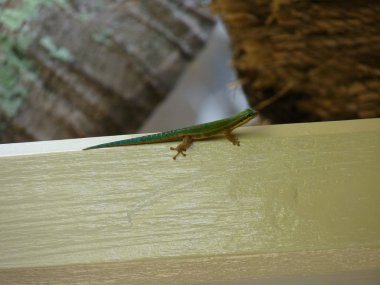 Yeşil Mauritius kertenkele