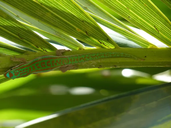 녹색 모리셔스 도마뱀 — 스톡 사진
