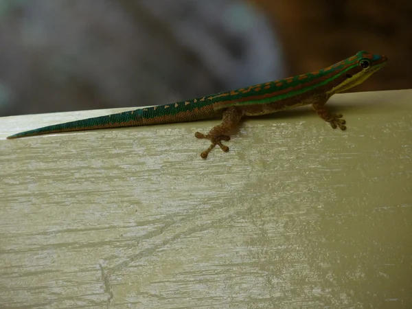 Зелений Маврикійська ящірка — стокове фото