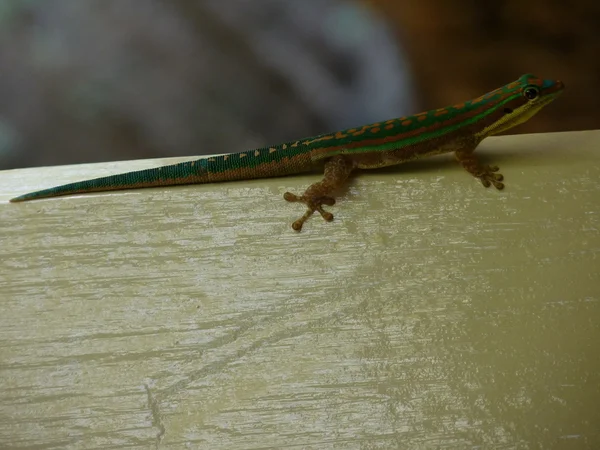 Lagarto de Mauricio Verde — Foto de Stock