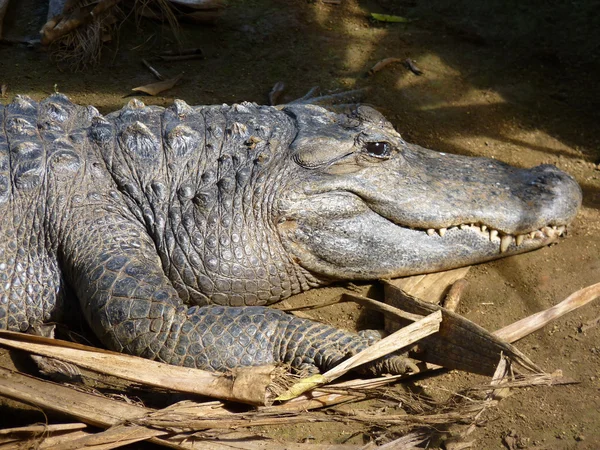 Krokodiller - Stock-foto