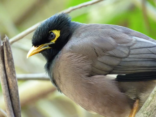 Pássaro comum myna — Fotografia de Stock