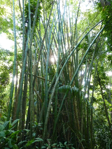 Árboles de bambú —  Fotos de Stock