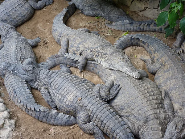 Krokodyle — Zdjęcie stockowe