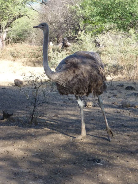 Ostrich On Safari Road — Stock Photo, Image
