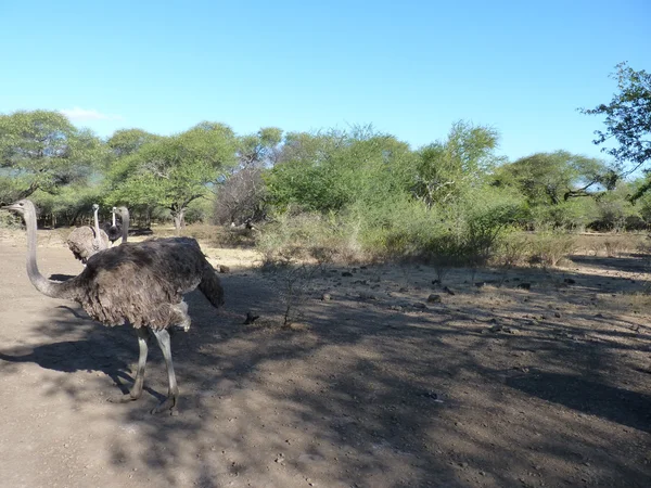 Struisvogel safari onderweg — Stockfoto