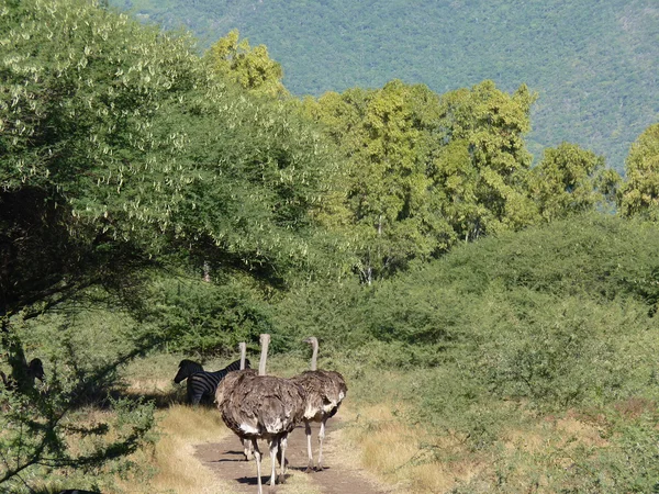 Struisvogel safari onderweg — Stockfoto