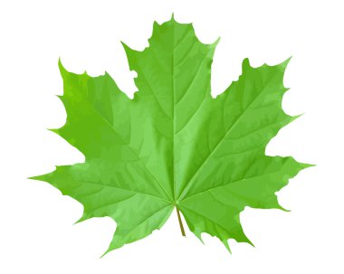 akçaağaç yapraklı