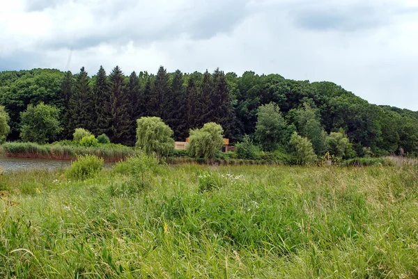 Sommerliche Natur — Stockfoto